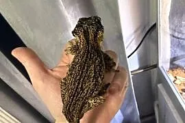 Kameleon gargulcowy z terarium