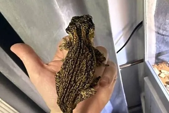 Kameleon gargulcowy z terarium, Podlaskie, Łomża