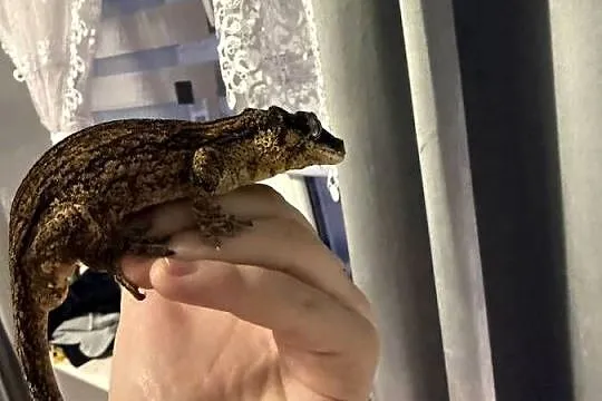 Kameleon gargulcowy z terarium, Podlaskie, Łomża
