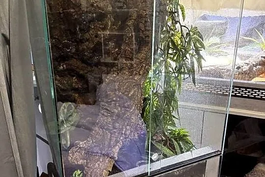 Kameleon gargulcowy z terarium, Podlaskie, Łomża