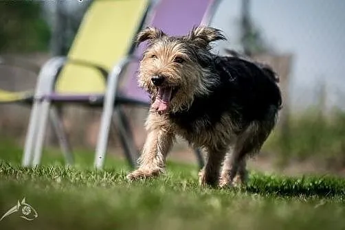 SZCZEPAN - mały kudłacz do adopcji,  małopolskie K