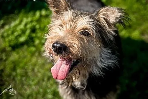SZCZEPAN - mały kudłacz do adopcji,  małopolskie K