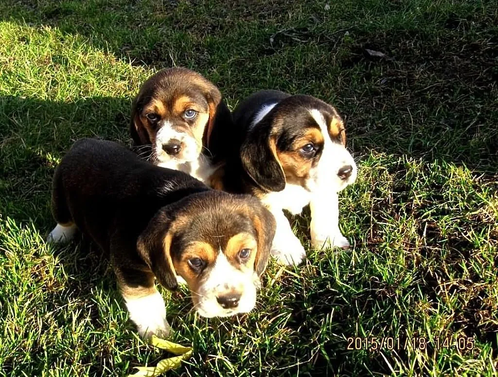 Beagle Tricolor