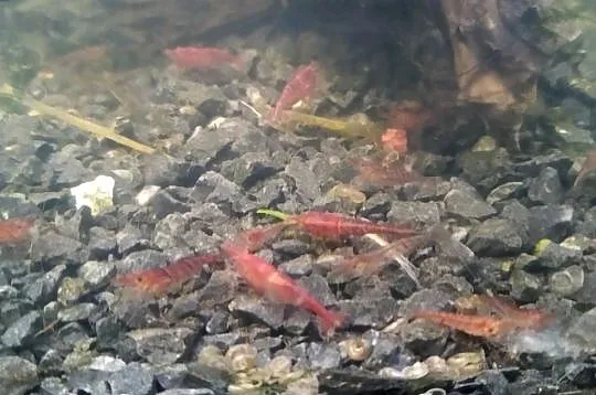 Krewetki Red Cherry bezproblemowe, zdrowe, pokarm dla ryb, Wielkopolskie, Margonin