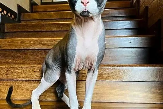 Sfinks (sphynx) kanadyjski Gotowy producent, Małopolskie, Kraków