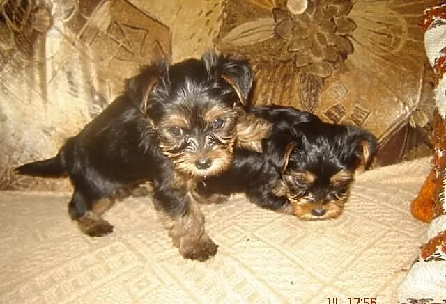 Piękne szczeniaczki rasy Yorkshire Terrier