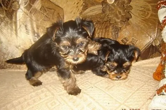 Piękne szczeniaczki rasy Yorkshire Terrier