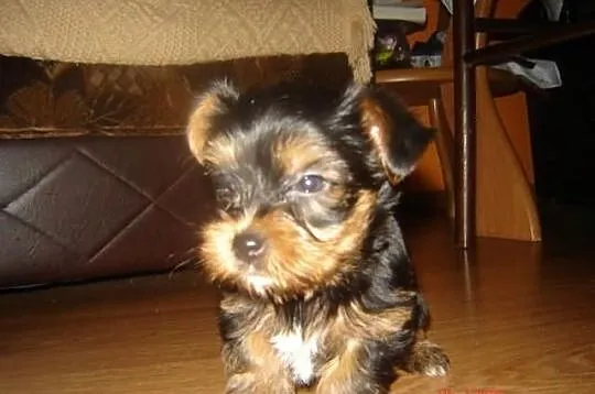 Piękne szczeniaczki rasy Yorkshire Terrier