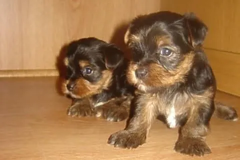 Piękne szczeniaczki rasy Yorkshire Terrier