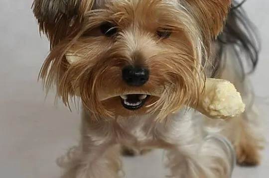 Piękne szczeniaczki rasy Yorkshire Terrier