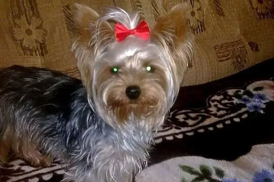 Piękne szczeniaczki rasy Yorkshire Terrier