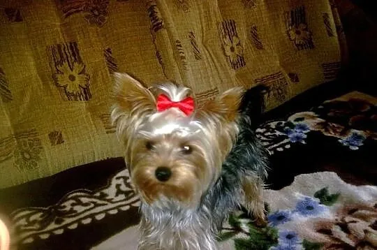 Piękne szczeniaczki rasy Yorkshire Terrier