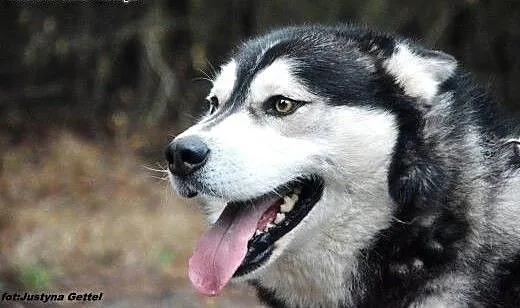 Jestem Timi- czekam na dom, Husky cała Polska