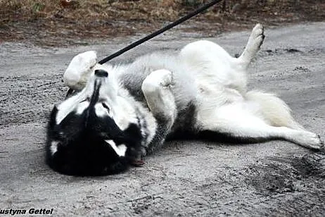 Jestem Timi- czekam na dom,  Husky cała Polska