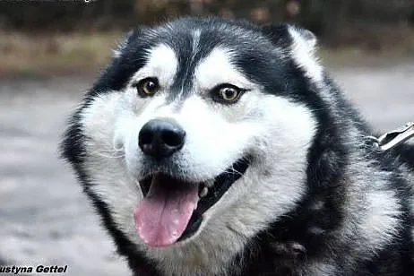 Jestem Timi- czekam na dom,  Husky cała Polska