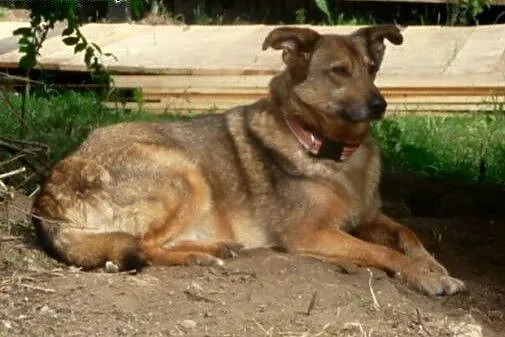 Milunia - nieduża, około 10 letnia sunia.,  mazowi