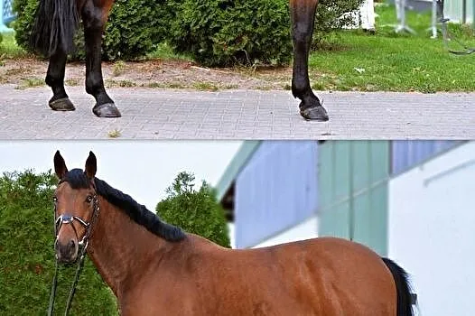 Wałach 5 lat, niemiecki koń sportowy, Krajenka
