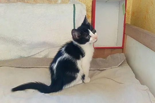 Mały kociak Gaweł szuka domu
