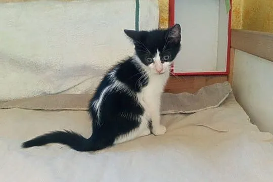 Mały kociak Gaweł szuka domu