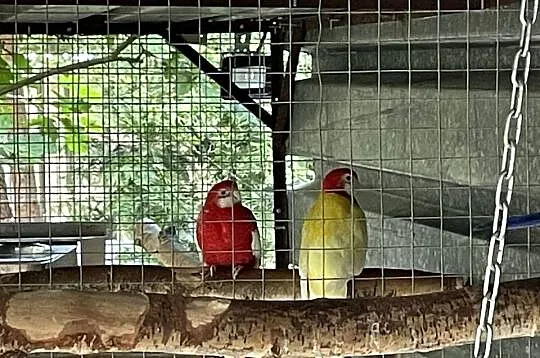 Piękna para rozelli, Mazowieckie, Radom