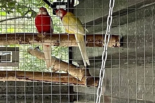 Piękna para rozelli, Mazowieckie, Radom