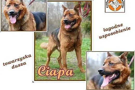 CIAPA – choć budzi respekt, to duża fajtłapa ,  śląskie Chorzów