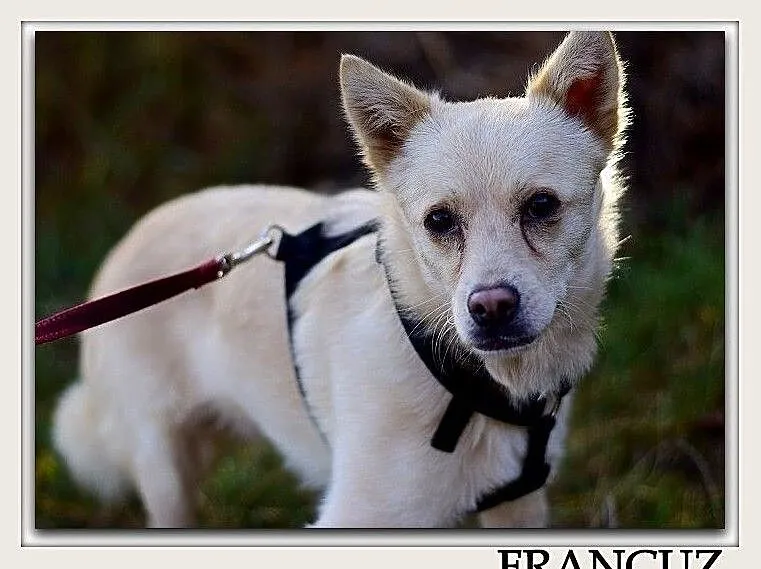 2 lata,średni10 kg,grzeczny,kontaktowy,zaszczepiony piesek FRANCUZ.Adopcja, , Wrocław