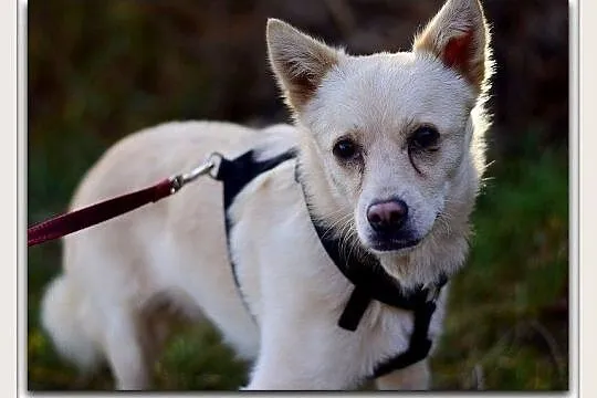 2 lata,średni10 kg,grzeczny,kontaktowy,zaszczepiony piesek FRANCUZ.Adopcja, , Wrocław