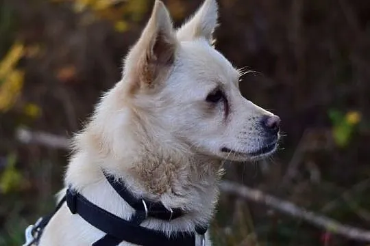 2 lata,średni10 kg,grzeczny,kontaktowy,zaszczepiony piesek FRANCUZ.Adopcja, , Wrocław