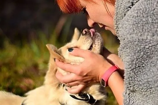 2 lata,średni10 kg,grzeczny,kontaktowy,zaszczepiony piesek FRANCUZ.Adopcja, , Wrocław