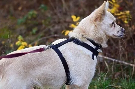 2 lata,średni10 kg,grzeczny,kontaktowy,zaszczepiony piesek FRANCUZ.Adopcja, , Wrocław