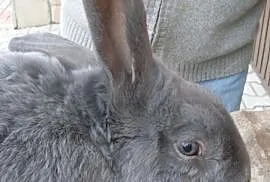 Sprzedaż królików chów ekologiczny, Jaworów
