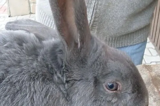 Sprzedaż królików chów ekologiczny