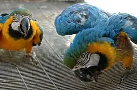 Niebieska i zlota papugi macaws, Rzeszów