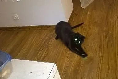 1-roczna wykastrowana kotka Czarnulka,  wielkopols