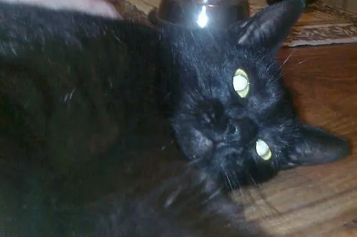 1-roczna wykastrowana kotka Czarnulka,  wielkopols