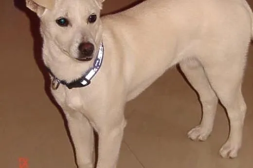 Tosia , młoda sunia w typie labradora,  dolnośląsk