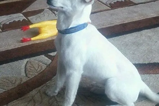 Tosia , młoda sunia w typie labradora,  dolnośląsk