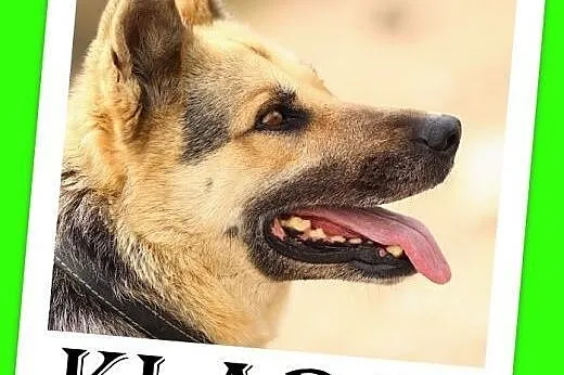 Idealna suczka owczarek mix,zrównoważona,łagodna,ułożona KLARA.Adopcja,  małopolskie Kraków