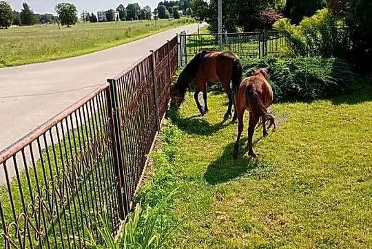 Kucyk, Lubelskie, Nedeżów