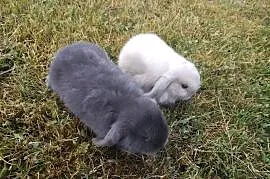 Młode miniaturki minilop Teddy rex