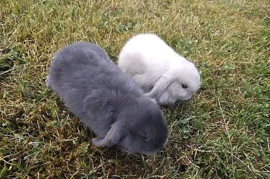 Młode miniaturki minilop Teddy rex