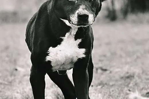 OTOZ Animals - Psi seniorzy - Daddy - bullowaty chłopak czeka na dom!,  pomorskie Tczew