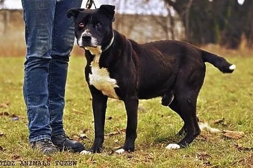 OTOZ Animals - Psi seniorzy - Daddy - bullowaty ch