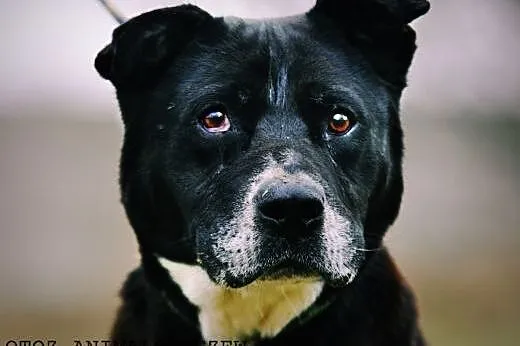 OTOZ Animals - Psi seniorzy - Daddy - bullowaty ch