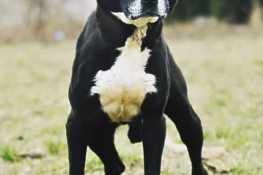 OTOZ Animals - Psi seniorzy - Daddy - bullowaty ch