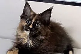 Maine Coon - Szylkretka Zorza !