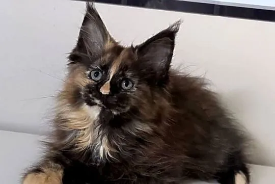Maine Coon - Szylkretka Zorza !