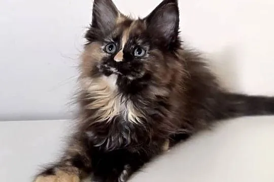 Maine Coon - Szylkretka Zorza !, Dolnośląskie, Wińsko