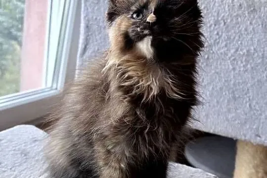 Maine Coon - Szylkretka Zorza !, Dolnośląskie, Wińsko